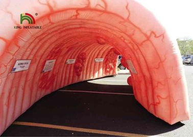 6m Besar Kolon Inflatable Terowongan Jantung Komersial Rumah Bouncing Flame Retardant