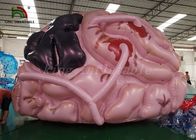 Disesuaikan Ukuran Inflatable Event Tent Simulasi Model Otak Untuk Pertunjukan Medis