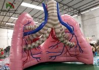 Simulasi Paru-Paru Berwarna-warni Model Organ Show Tent Untuk Studi Medis